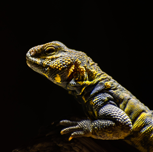 GarciiaPhotographie | Animals | Fahrzeugfotograf auf alleFotografen