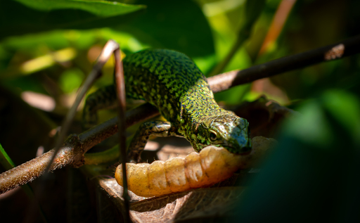 GarciiaPhotographie | Animals | Tierfotograf auf alleFotografen