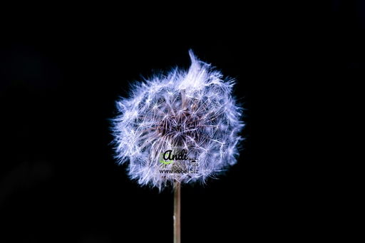 AndiFoto | Meine Bilder | Portraitfotograf auf alleFotografen