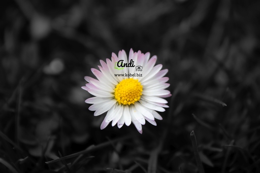 AndiFoto | Meine Bilder | Babyfotograf auf alleFotografen