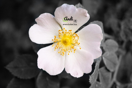 AndiFoto | Meine Bilder | Babyfotograf auf alleFotografen