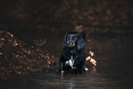 DeDoll-Fotografie  | Outdoorshootings  | Pferdefotograf auf alleFotografen