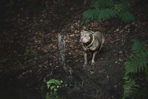 DeDoll-Fotografie  | Outdoorshootings  | Tierfotograf auf alleFotografen