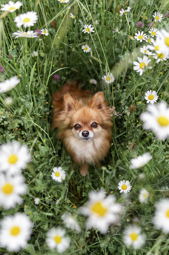 DeDoll-Fotografie  | Outdoorshootings  | Portraitfotograf auf alleFotografen