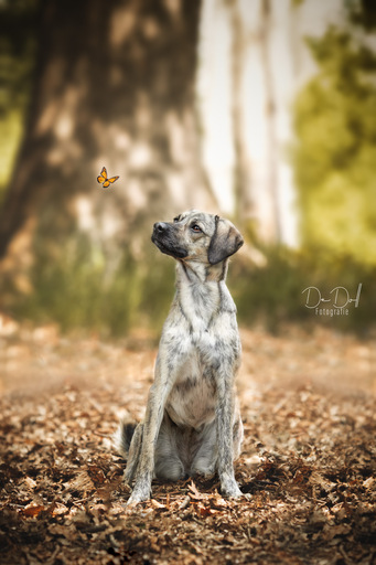 DeDoll-Fotografie  | Outdoorshootings  | Tierfotograf auf alleFotografen