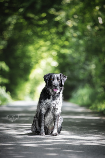 DeDoll-Fotografie  | Outdoorshootings  | Portraitfotograf auf alleFotografen