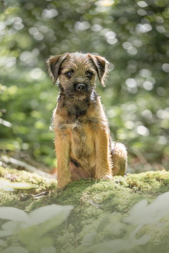 DeDoll-Fotografie  | Outdoorshootings  | Pferdefotograf auf alleFotografen