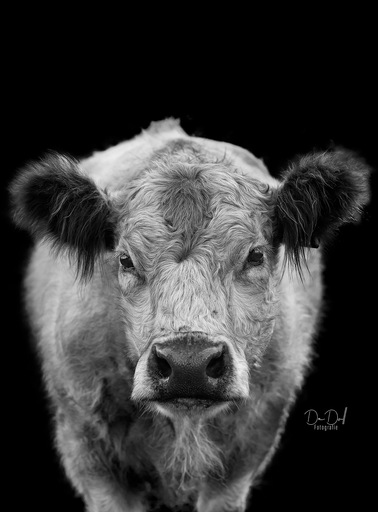 DeDoll-Fotografie  | Outdoorshootings  | Hundefotograf auf alleFotografen