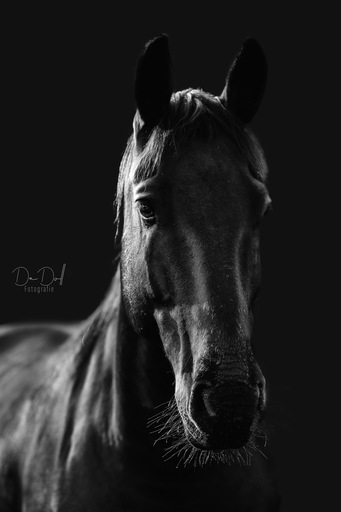 DeDoll-Fotografie  | Outdoorshootings  | Portraitfotograf auf alleFotografen