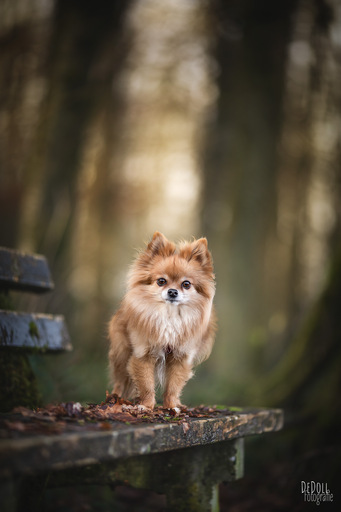 DeDoll-Fotografie  | Outdoorshootings  | Pferdefotograf auf alleFotografen
