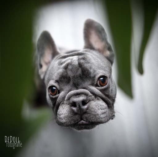 DeDoll-Fotografie  | Outdoorshootings  | Hundefotograf auf alleFotografen