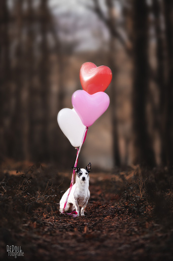 DeDoll-Fotografie  | Outdoorshootings  | Pferdefotograf auf alleFotografen