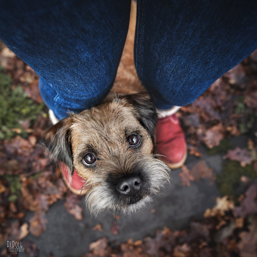 DeDoll-Fotografie  | Outdoorshootings  | Hundefotograf auf alleFotografen