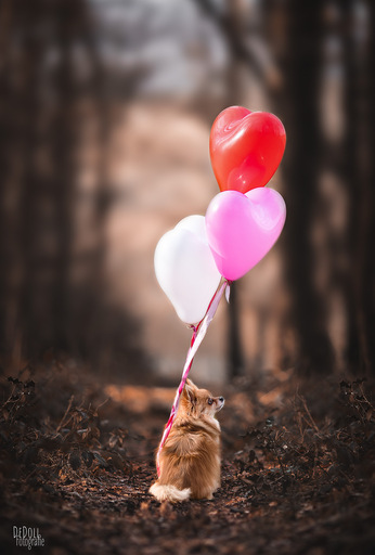 DeDoll-Fotografie  | Outdoorshootings  | Hundefotograf auf alleFotografen