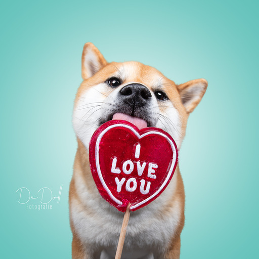 DeDoll-Fotografie  | Studio Shootings | Pferdefotograf auf alleFotografen