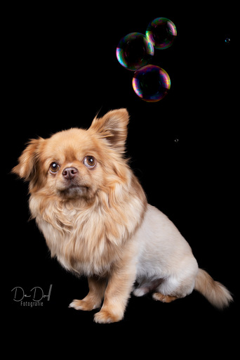 DeDoll-Fotografie  | Studio Shootings | Tierfotograf auf alleFotografen