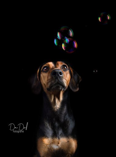 DeDoll-Fotografie  | Studio Shootings | Hundefotograf auf alleFotografen