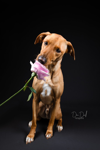 DeDoll-Fotografie  | Studio Shootings | Hundefotograf auf alleFotografen