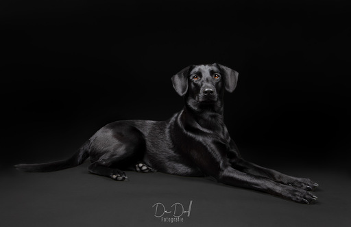 DeDoll-Fotografie  | Studio Shootings | Hundefotograf auf alleFotografen