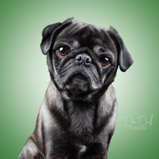 DeDoll-Fotografie  | Studio Shootings | Pferdefotograf auf alleFotografen