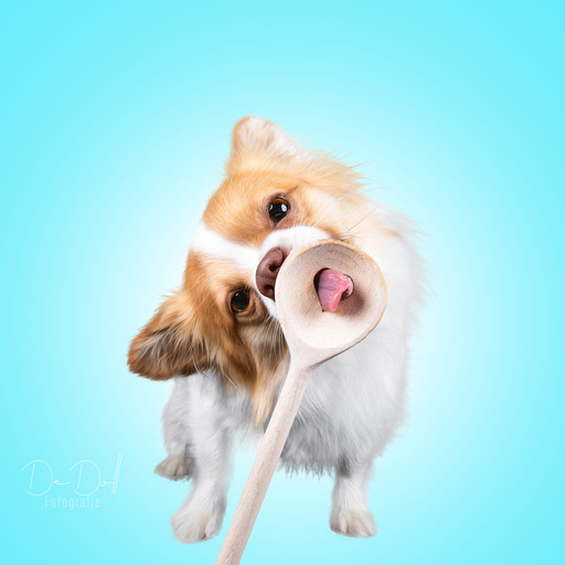 DeDoll-Fotografie  | Studio Shootings | Tierfotograf auf alleFotografen