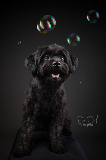 DeDoll-Fotografie  | Studio Shootings | Tierfotograf auf alleFotografen