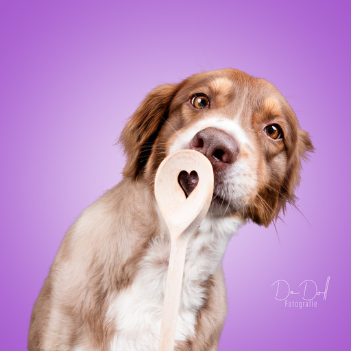 DeDoll-Fotografie  | Studio Shootings | Tierfotograf auf alleFotografen