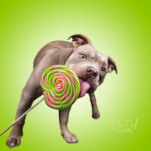 DeDoll-Fotografie  | Studio Shootings | Tierfotograf auf alleFotografen