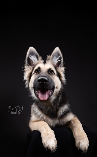 DeDoll-Fotografie  | Studio Shootings | Hundefotograf auf alleFotografen