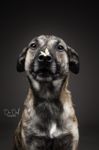 DeDoll-Fotografie  | Studio Shootings | Pferdefotograf auf alleFotografen