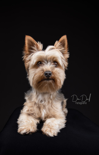 DeDoll-Fotografie  | Studio Shootings | Tierfotograf auf alleFotografen