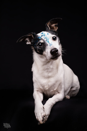 DeDoll-Fotografie  | Studio Shootings | Portraitfotograf auf alleFotografen
