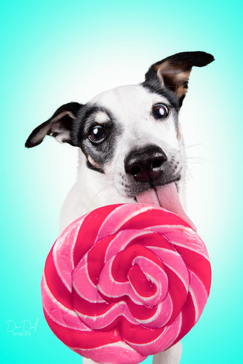 DeDoll-Fotografie  | Studio Shootings | Tierfotograf auf alleFotografen