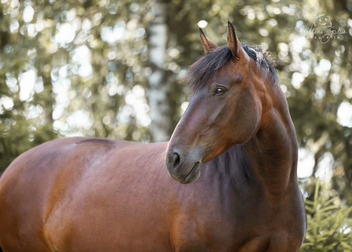 Bettina Gothe Fotografie | Pferde | Tierfotograf auf alleFotografen