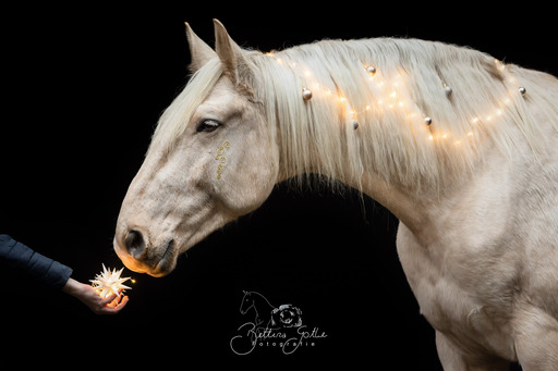 Bettina Gothe Fotografie | Pferde | Tierfotograf auf alleFotografen