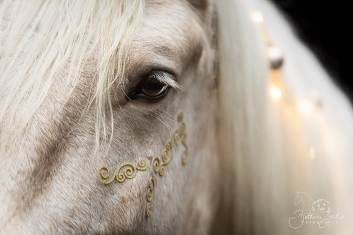 Bettina Gothe Fotografie | Pferde | Hundefotograf auf alleFotografen