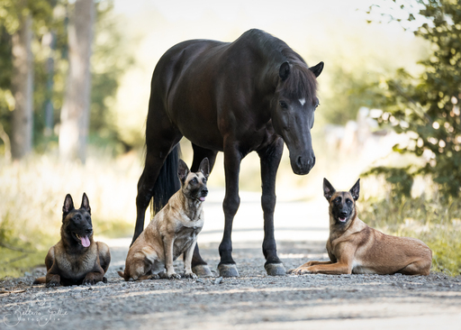 Bettina Gothe Fotografie | Pferde | Hundefotograf auf alleFotografen