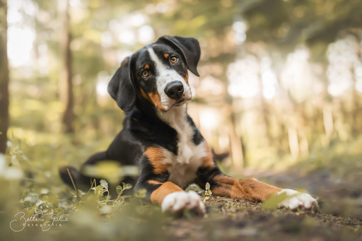 Bettina Gothe Fotografie | Hunde | Tierfotograf auf alleFotografen