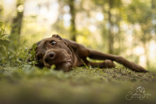 Bettina Gothe Fotografie | Hunde | Tierfotograf auf alleFotografen
