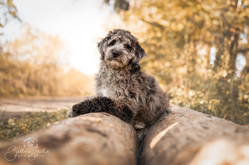 Bettina Gothe Fotografie | Hunde | Hundefotograf auf alleFotografen