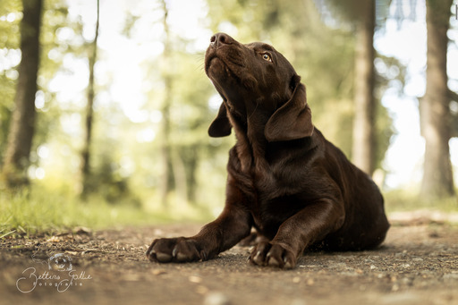 Bettina Gothe Fotografie | Hunde | Tierfotograf auf alleFotografen