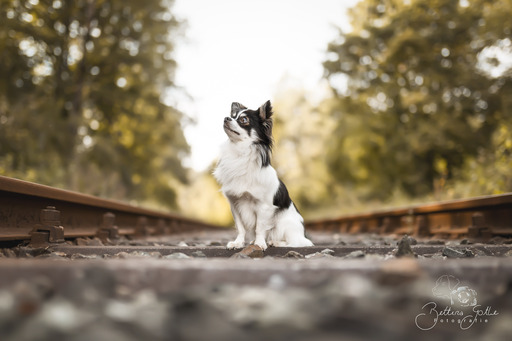 Bettina Gothe Fotografie | Hunde | Tierfotograf auf alleFotografen