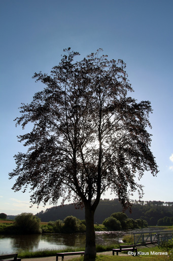 Klaus Mierswa | Bäume | Hochzeitsfotograf auf alleFotografen