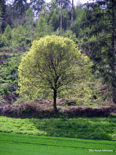 Klaus Mierswa | Bäume | Landschaftsfotograf auf alleFotografen