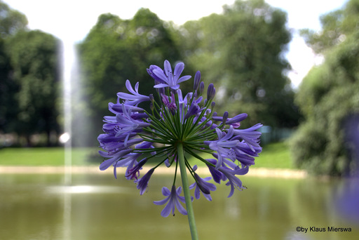 Klaus Mierswa | Blumen und Pflanzen | Hochzeitsfotograf auf alleFotografen