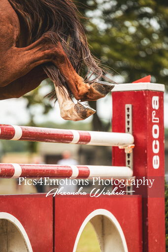 Pics4Emotions Photography | Pferdesport | Tierfotograf auf alleFotografen