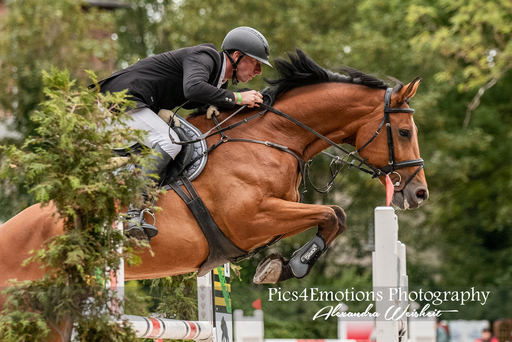 Pics4Emotions Photography | Pferdesport | Tierfotograf auf alleFotografen