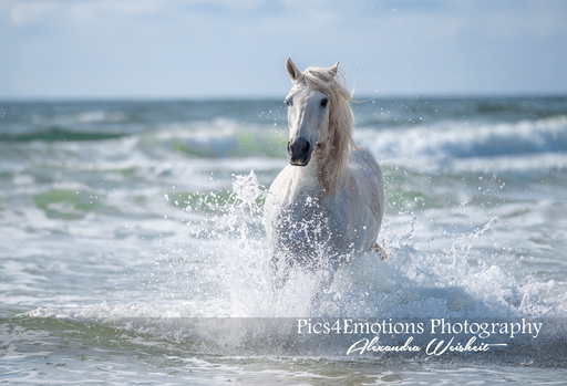 Pics4Emotions Photography | Pferdefotografie | Tierfotograf auf alleFotografen