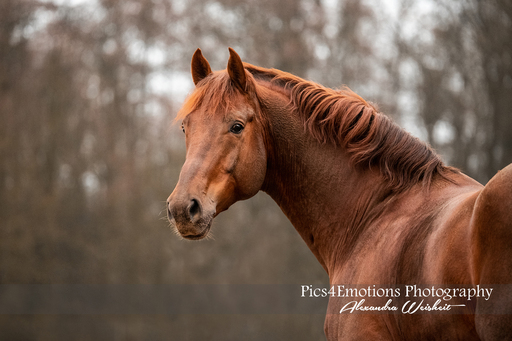 Pics4Emotions Photography | Pferdefotografie | Tierfotograf auf alleFotografen