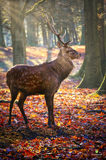 Peter Büscher Fotoart | Bunter Mix | Modefotograf auf alleFotografen